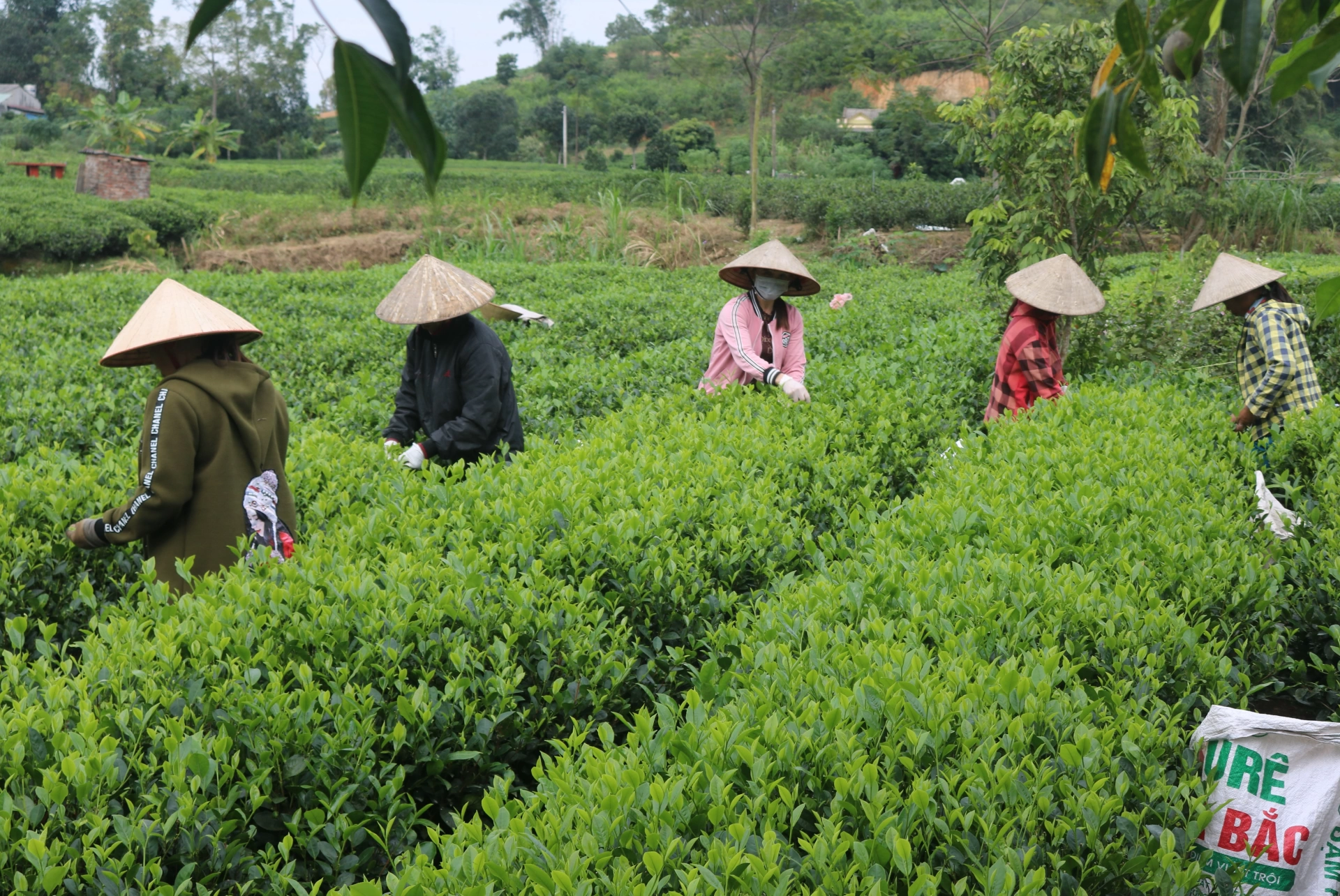 Nhờ được ông Đinh Quốc Văn chia sẻ kinh nghiệm làm chè, nhiều hộ ở xóm Trung Thành 1, xã Vô Tranh đã thoát nghèo.