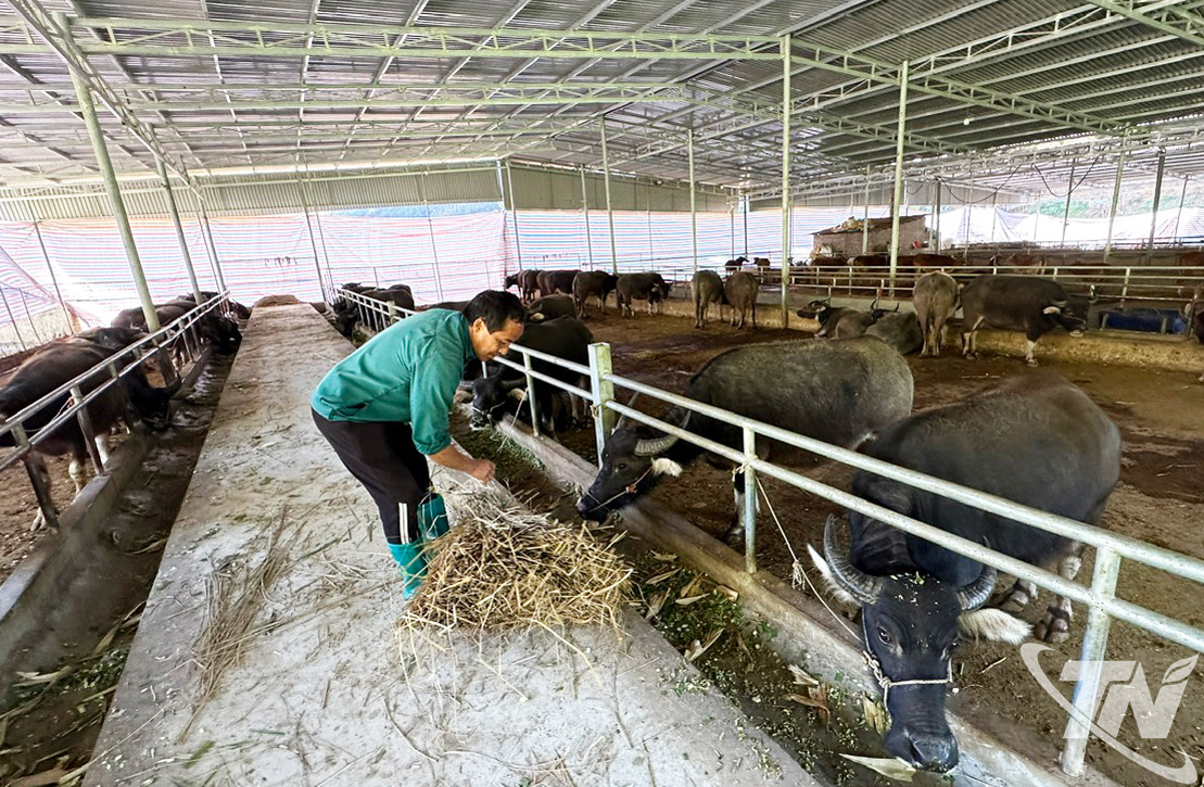 Người dân xã Nghiên Loan mở rộng quy mô chăn nuôi trâu, bò, nâng cao hiệu quả kinh tế.