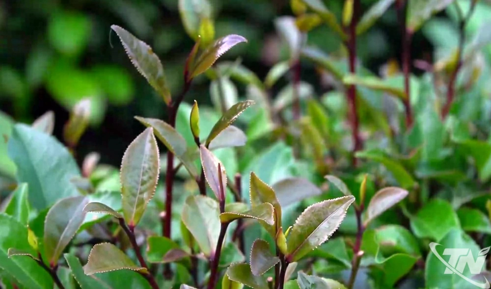 B&uacute;p ch&egrave; t&iacute;m c&oacute; m&agrave;u sắc đặc trưng.