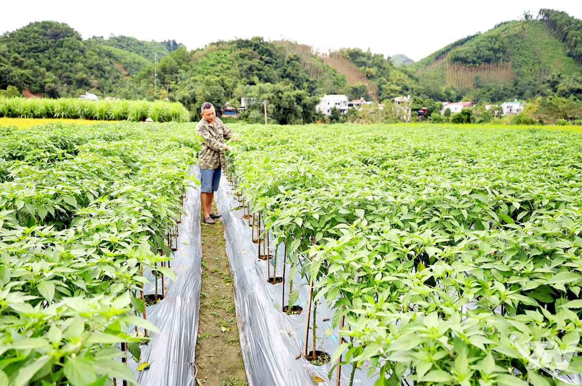 Nông dân xã Tân Kỳ chăm sóc ruộng ớt trồng theo mô hình liên kết tiêu thụ sản phẩm với doanh nghiệp, giúp nâng cao hiệu quả kinh tế, thu nhập.