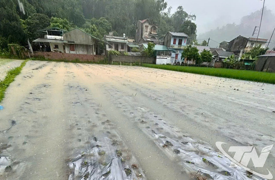 Một số diện tích hoa màu của HTX Dương Quang, bị ngập tại thôn Nà Ỏi, xã Phong Quang.