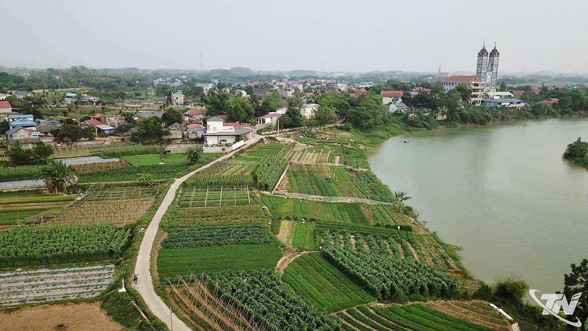 C&aacute;nh đồng rau tại tổ d&acirc;n phố Bến Đ&ograve; (phường Linh Sơn) xanh tốt trở lại sau đợt lũ.