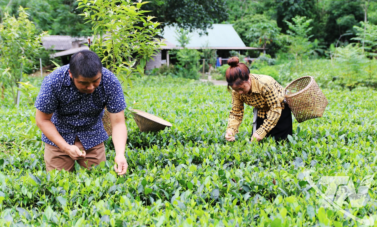 Người d&acirc;n x&atilde; V&ocirc; Tranh thu h&aacute;i ch&egrave;. Ảnh: V.D