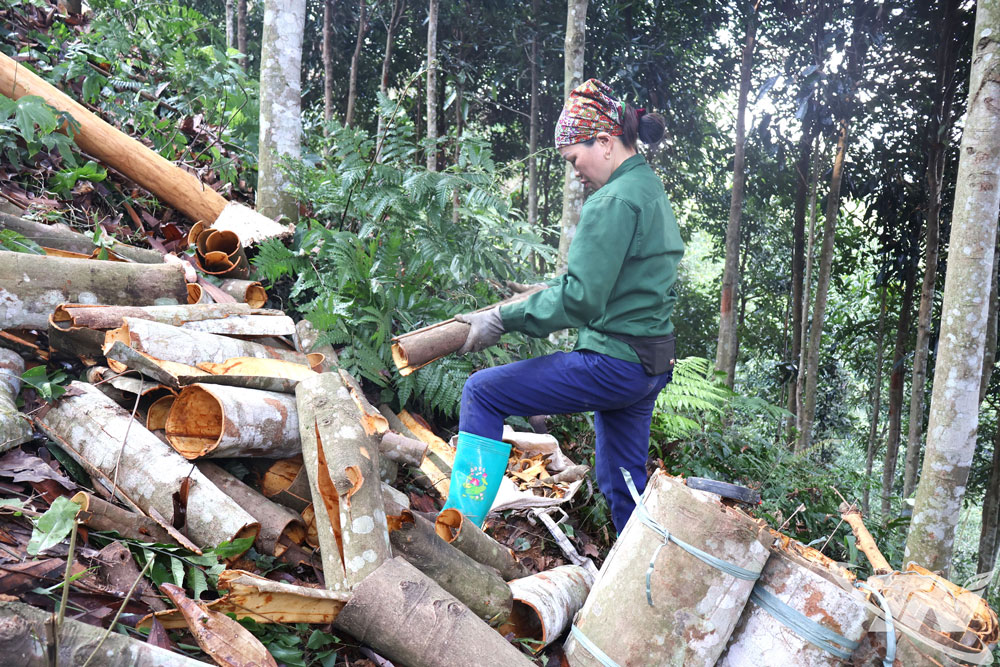 Người dân xã Yên Phong khai thác đồi quế.