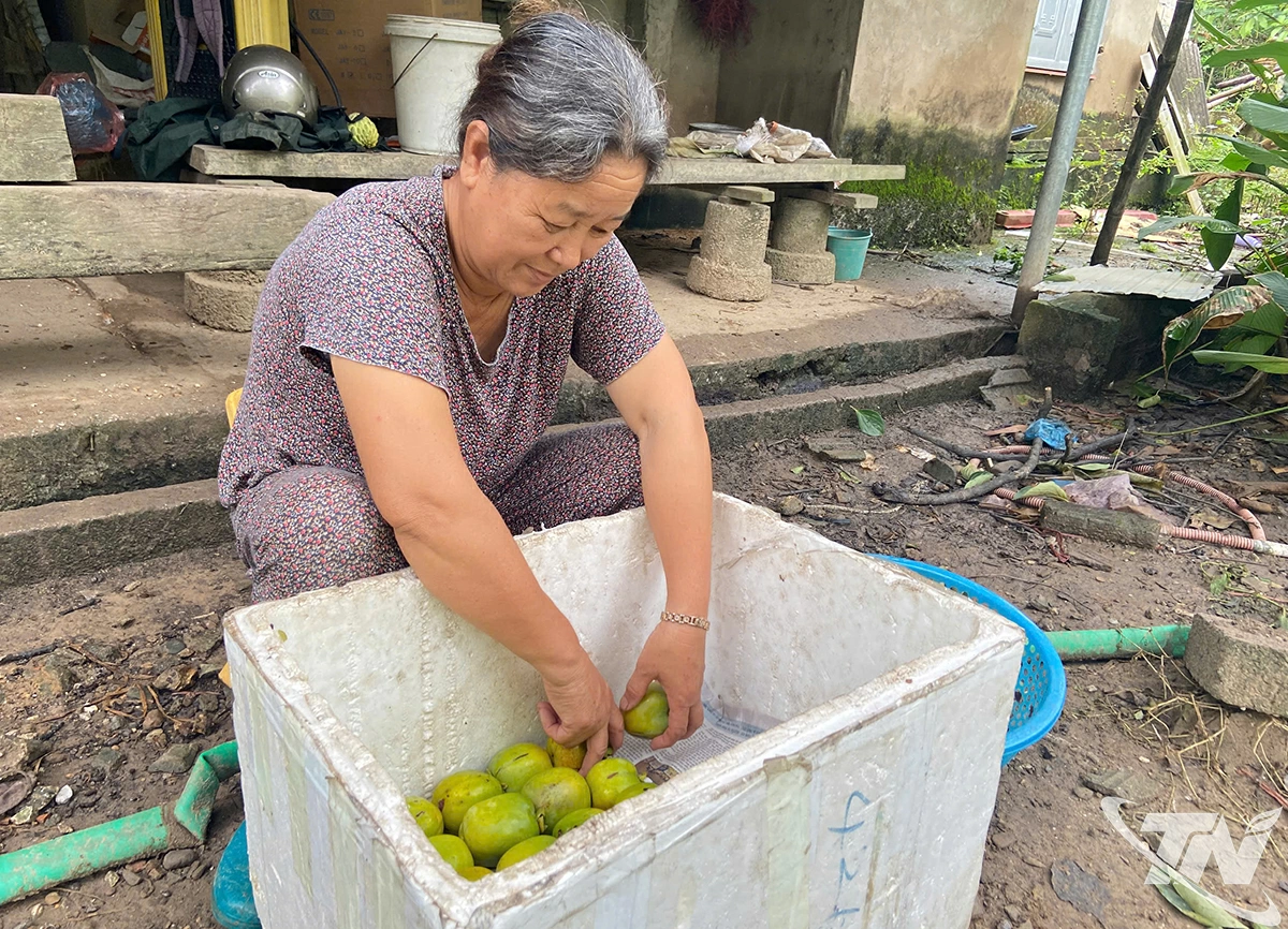 Đa số hồng da tre được hái và xuất bán ngay trong ngày.