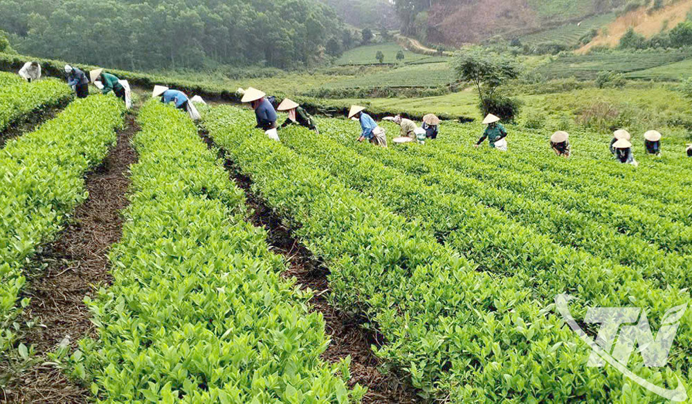 Mục tiêu hoạt động của Hợp tác xã là chú trọng sản xuất và cung ứng những sản phẩm trà an toàn, chất lượng cao, minh bạch nguồn gốc, theo quy trình sản xuất khép kín.