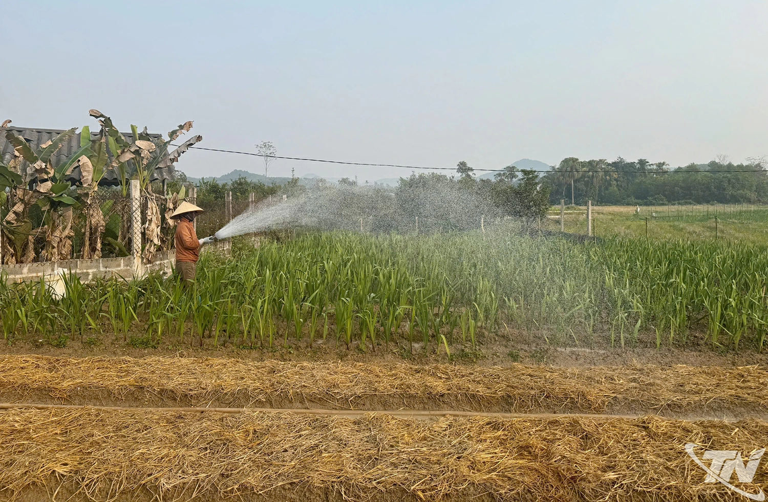 C&aacute;c hộ d&acirc;n trong tỉnh tập trung chăm s&oacute;c, tưới nước cho hoa nhanh lớn, nở đ&uacute;ng dịp.