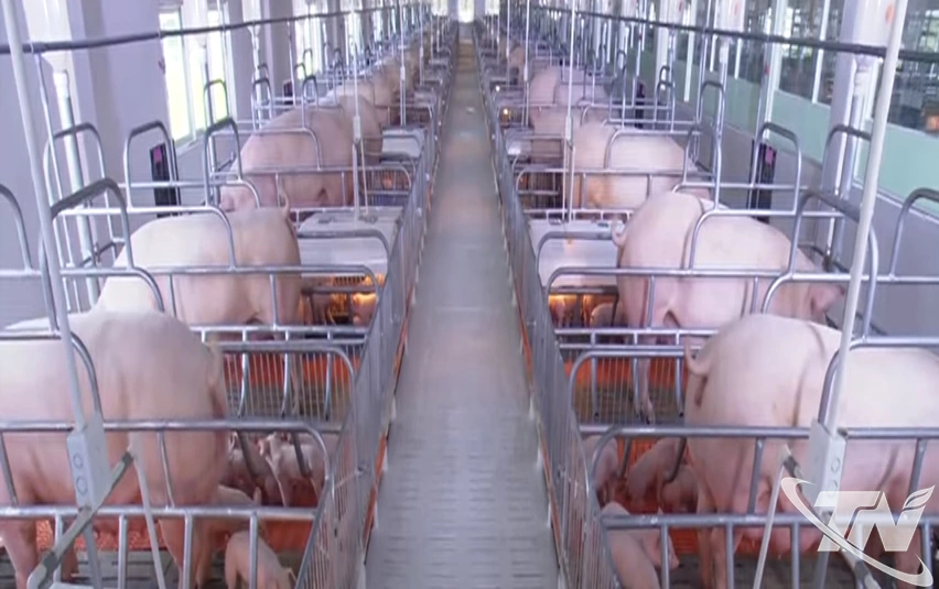 Khu chăn nuôi lợn nái