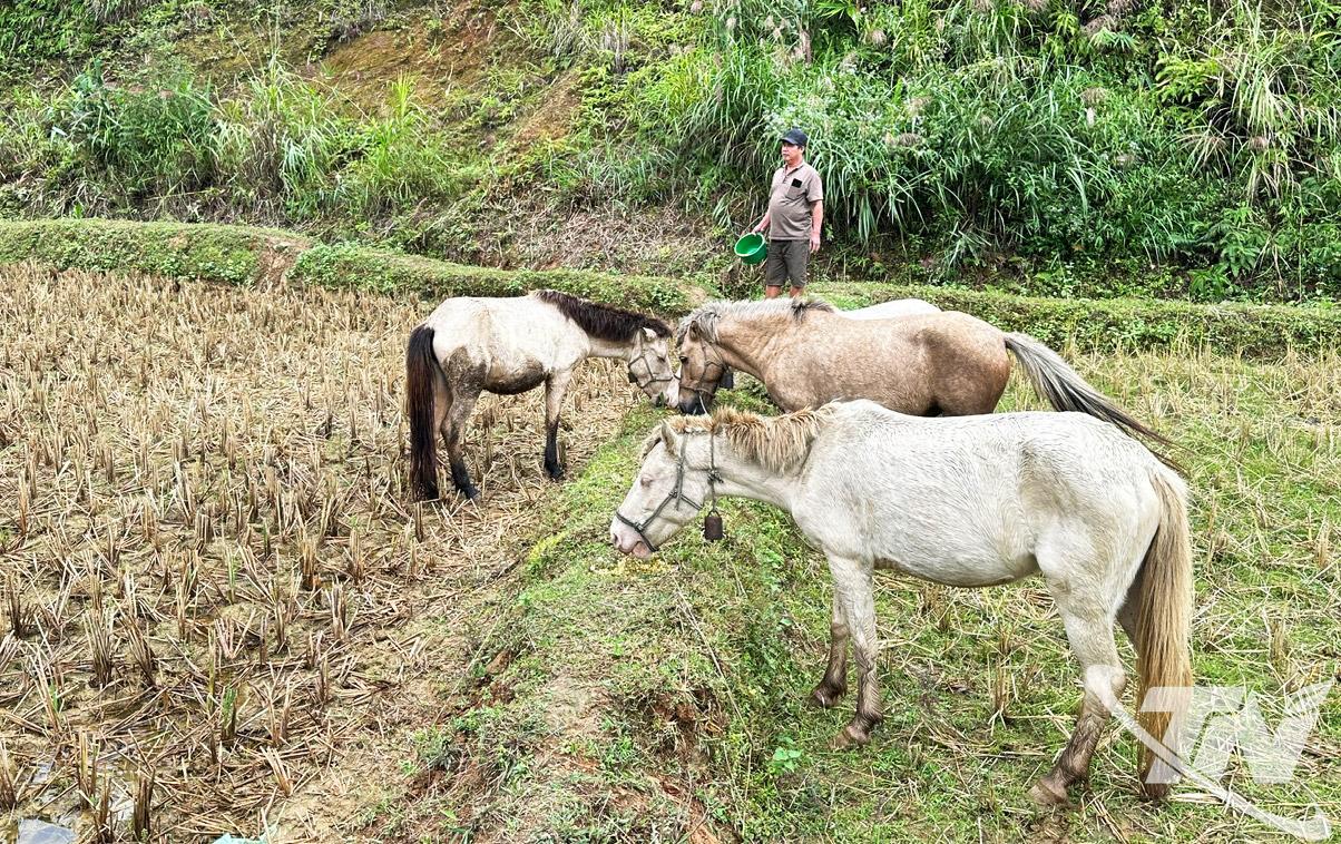Đàn ngựa của gia đình ông Chu Văn Chanh, thôn Nà Pùng, xã Cao Minh, được duy trì và phát triển ổn định qua nhiều năm.