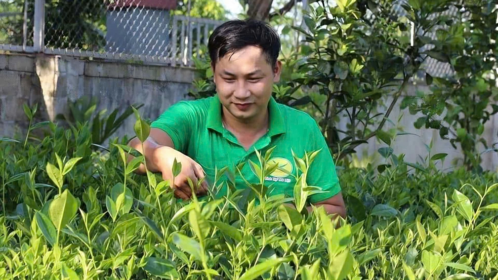 Anh Tống Văn Viện, Giám đốc HTX Nông sản Phú Lương, một chàng trai người Tày luôn trăn trở với việc nâng cao giá trị cây chè quê hương.
