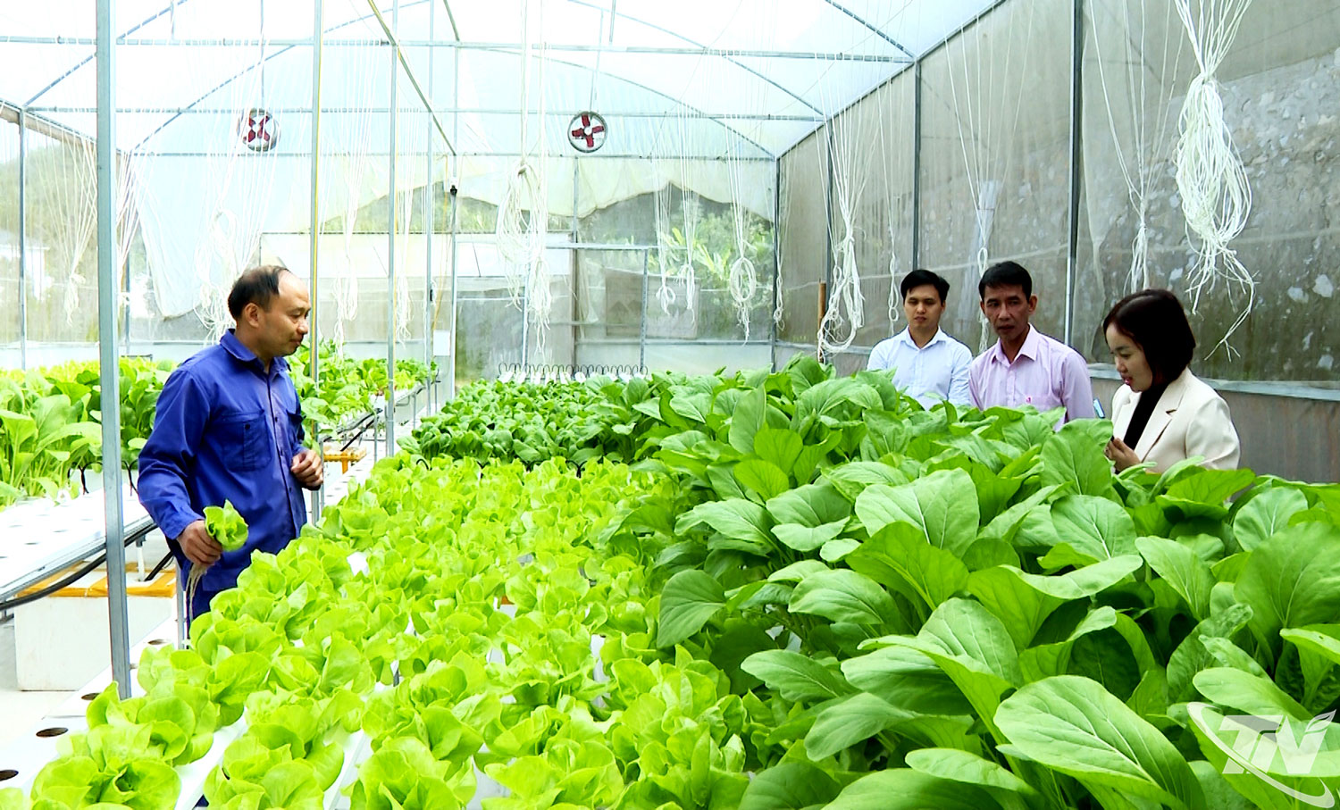 Đến nay, toàn tỉnh có 200ha rau đạt chứng nhận VietGAP; 70ha rau ứng dụng nhà màng, nhà lưới, hệ thống tưới tự động, phục vụ sản xuất trái vụ.