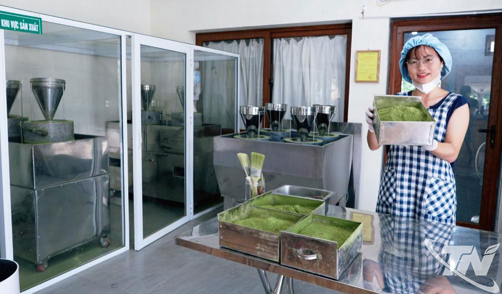 Hải Yến trong xưởng sản xuất trà matcha.