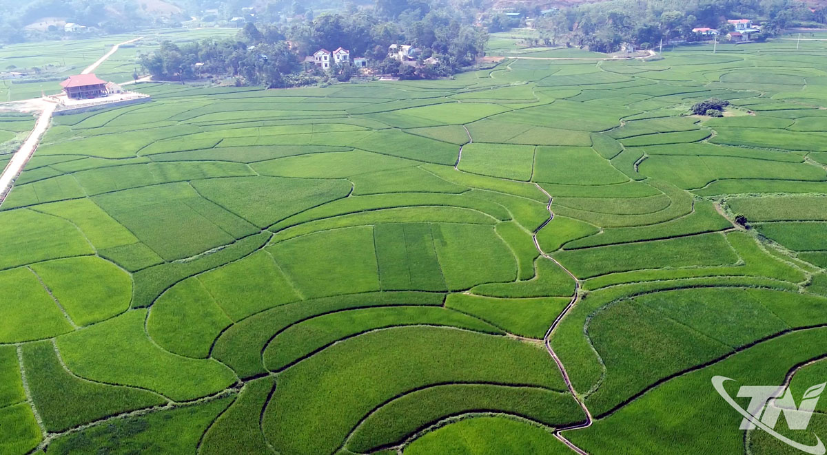 Cánh đồng xóm Bản Đông, địa điểm triển khai mô hình Canh tác lúa thông minh (WAD)