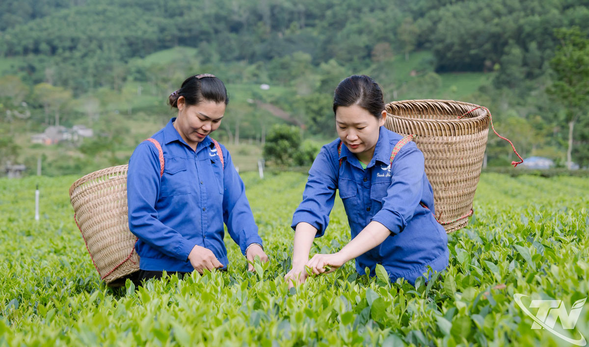 Một phần nhờ các lớp tập huấn, thành viên HTX chè La Bằng được nâng cao kiến thức, kỹ năng chăm sóc, chế biến chè thương phẩm.