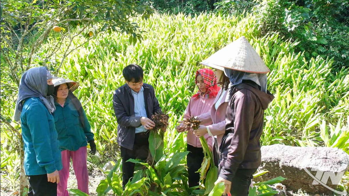 Người dân yên tâm trồng nghệ vì được doanh nghiệp bao tiêu sản phẩm.