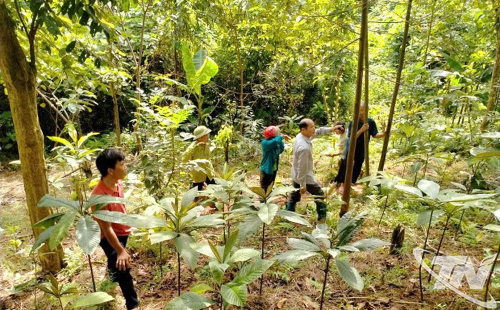 Một phần diện tích trồng cây khôi nhung tía dưới tán rừng của gia đình ông Dương Văn Chấn, thôn Nà Khâu, xã Đồng Phúc.