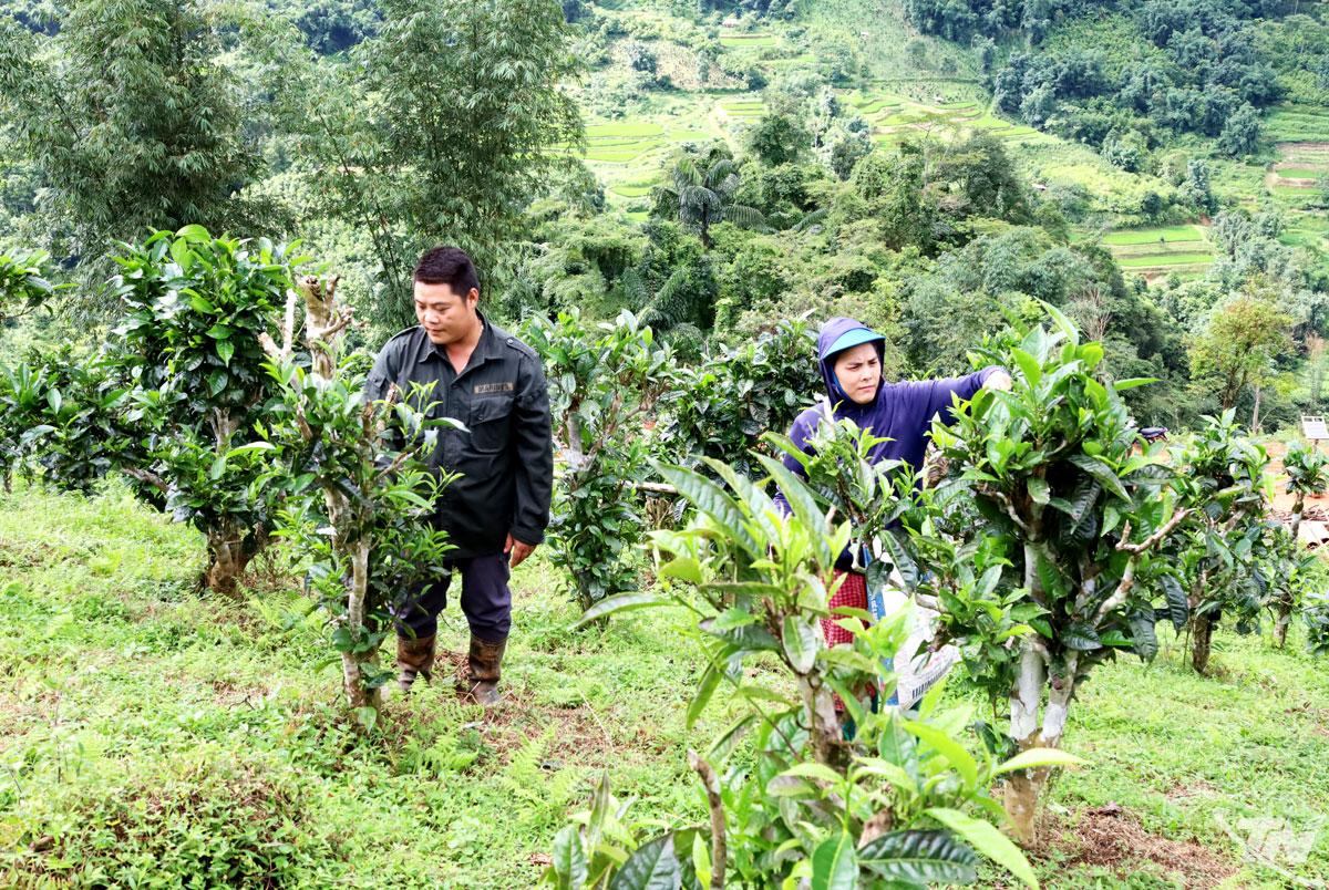 Chính sách hỗ trợ của tỉnh mở ra cơ hội để cây chè Shan tuyết phát triển bền vững. Trong ảnh: Người dân xã Đồng Phúc thu hái chè Shan tuyết.