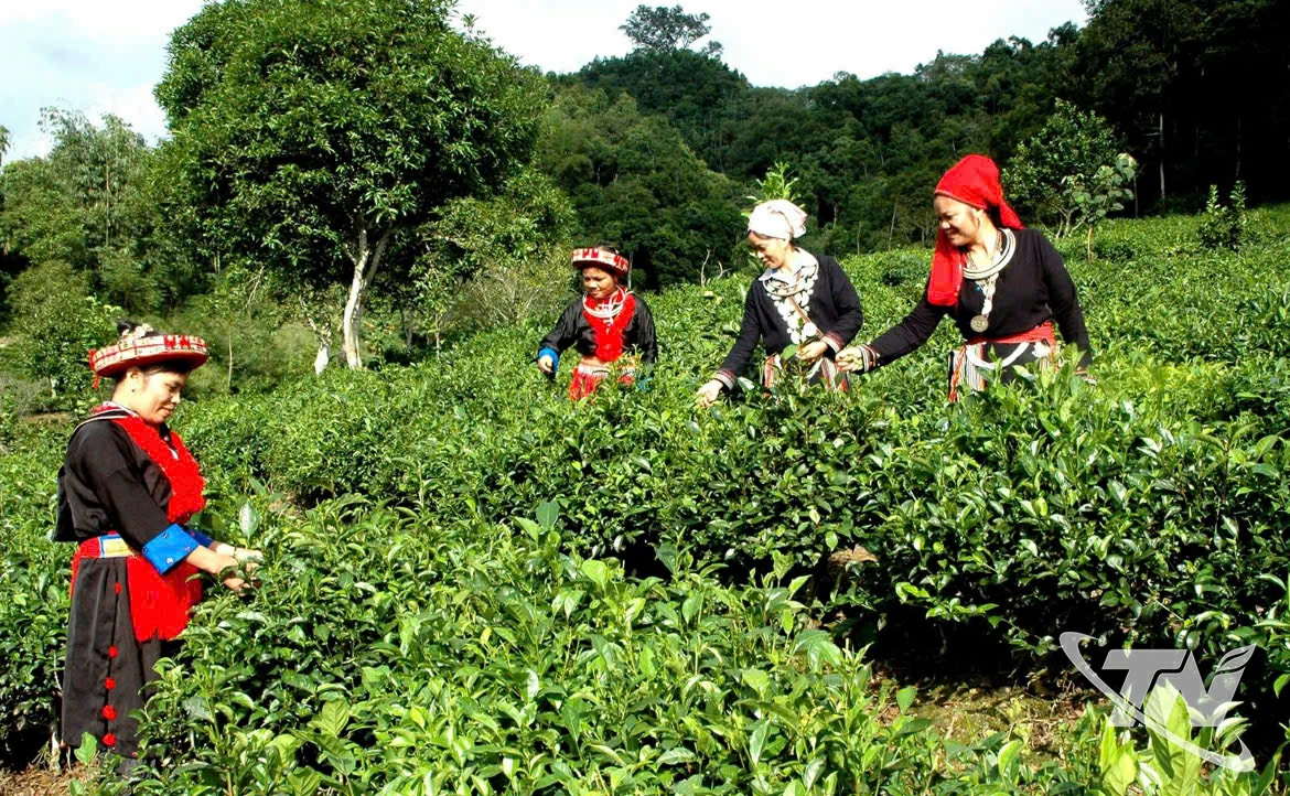 Đồng bào người  Dao thôn Phiêng  An sản xuất chè  theo tiêu chuẩn  VietGAP.