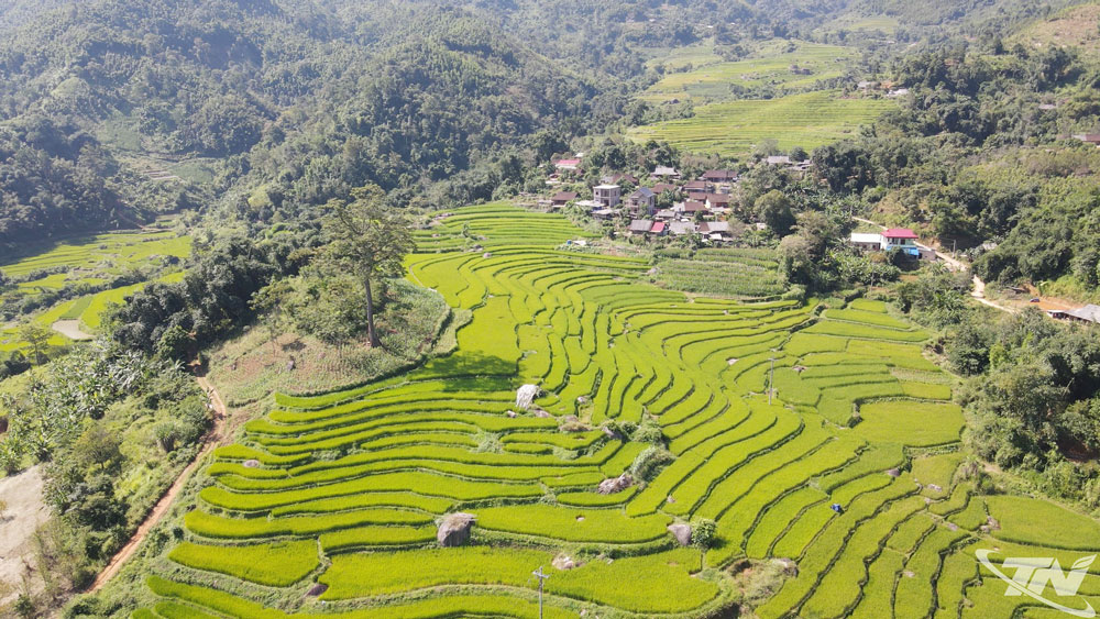 Cánh đồng lúa nếp Tài thôn Phiêng Phàng nhìn từ trên cao.
