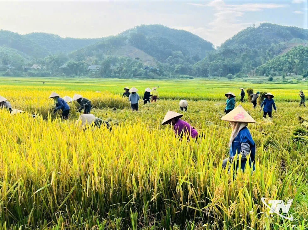 Bà con nông dân xã Hợp Thành giúp nhau thu hoạch lúa vụ Xuân.