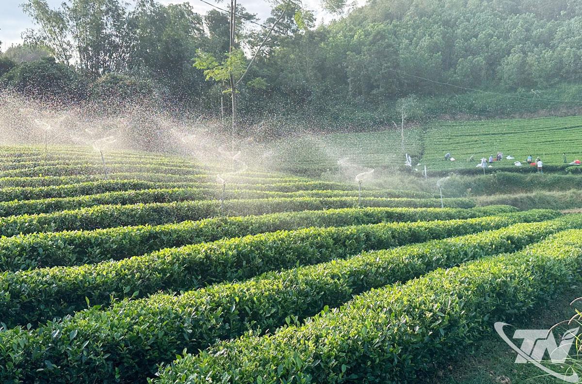 Hiện nay, tại hầu hết các vùng chè trọng điểm của tỉnh, bà con nhân dân đều ứng dụng công nghệ kết hợp với đẩy mạnh cơ giới hóa trong sản xuất.