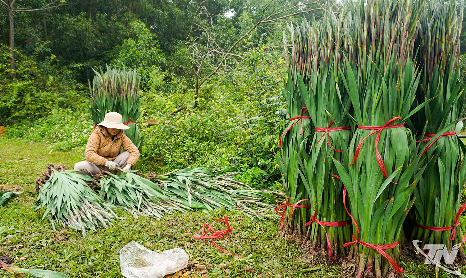 Một số hộ d&acirc;n ở c&aacute;c l&agrave;ng hoa trong tỉnh trồng sớm để cung cấp hoa chất lượng cao cho người d&acirc;n từ cuối th&aacute;ng 11 &acirc;m lịch.