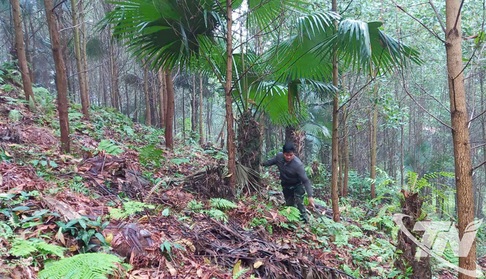 Người d&acirc;n ph&aacute;t thực b&igrave; tại khu rừng trồng.
