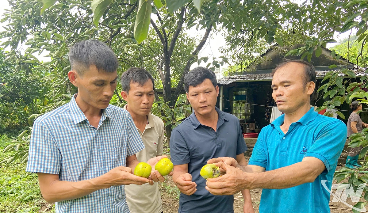 Với giá trị kinh tế cao, cây hồng da tre đang được nhiều người tìm hiểu và nhân giống.