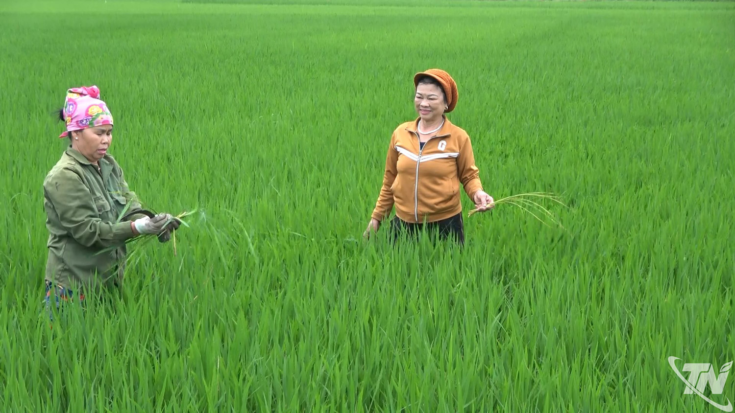 Nông dân xã Kha Sơn kiểm tra sâu bệnh trên đồng ruộng.