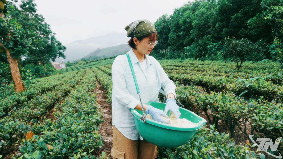 Hải Yến chăm sóc cây chè.