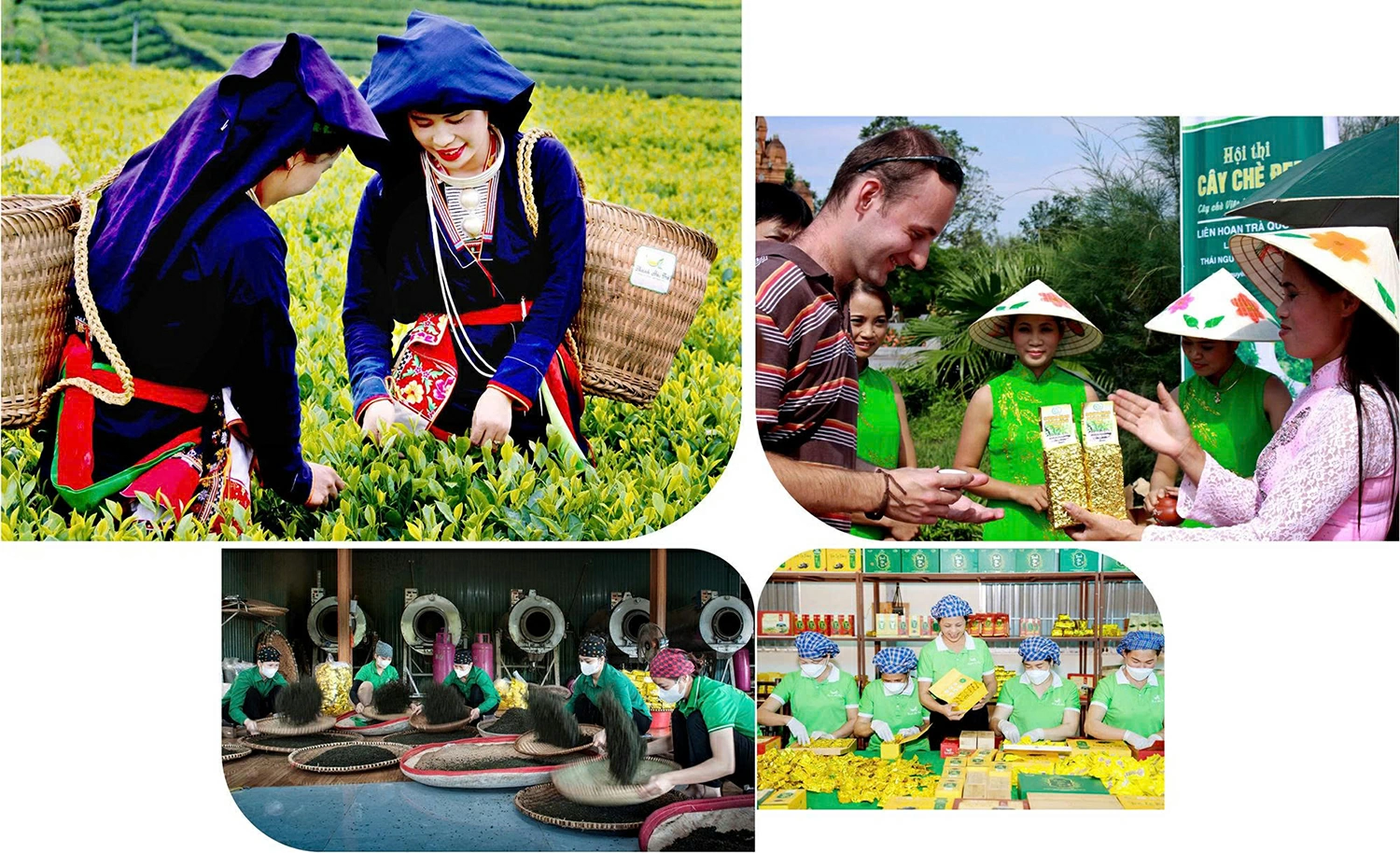 đến năm 2030, toàn tỉnh phấn đấu đạt 24.500ha chè, sản lượng chè búp tươi 300.000 tấn; 70% diện tích được sản xuất theo tiêu chuẩn VietGAP hoặc hữu cơ.