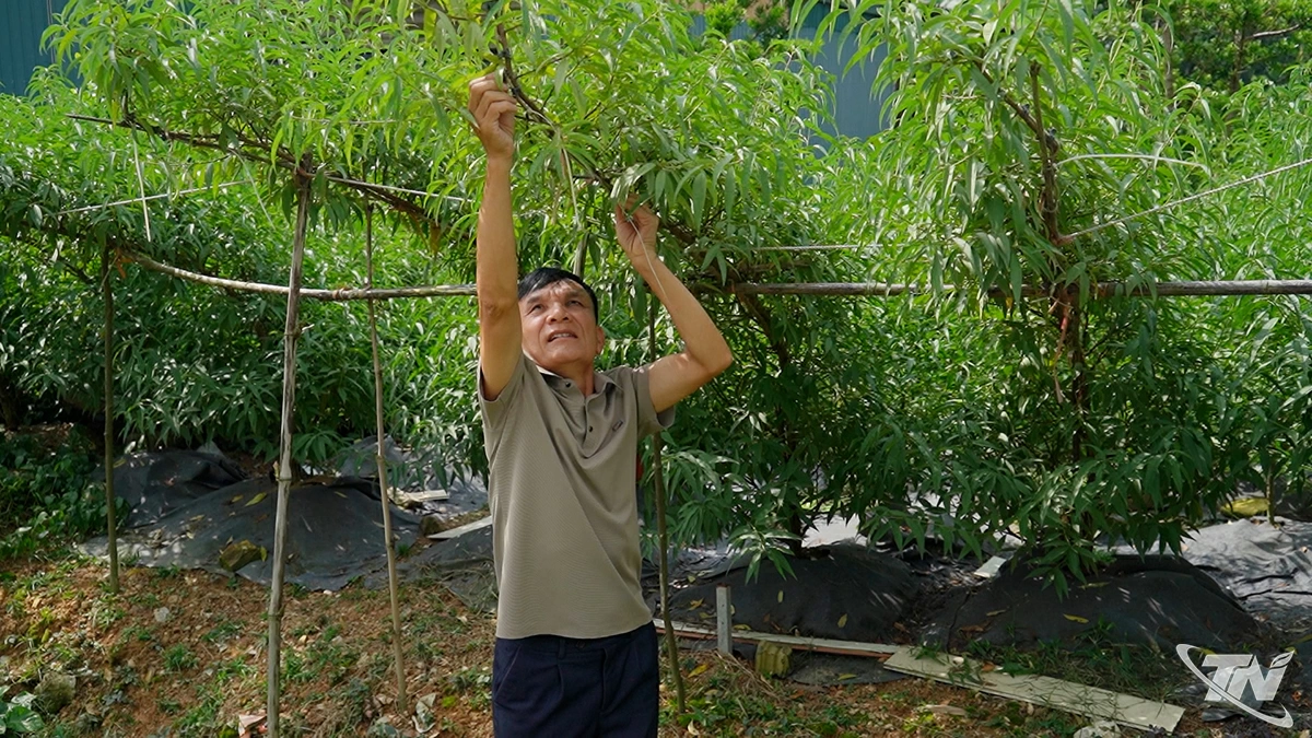 Ông Lăng Quốc Nhật, xóm Bình Minh, xã Đồng Hỷ tạo dáng cho những cây đào huyền.