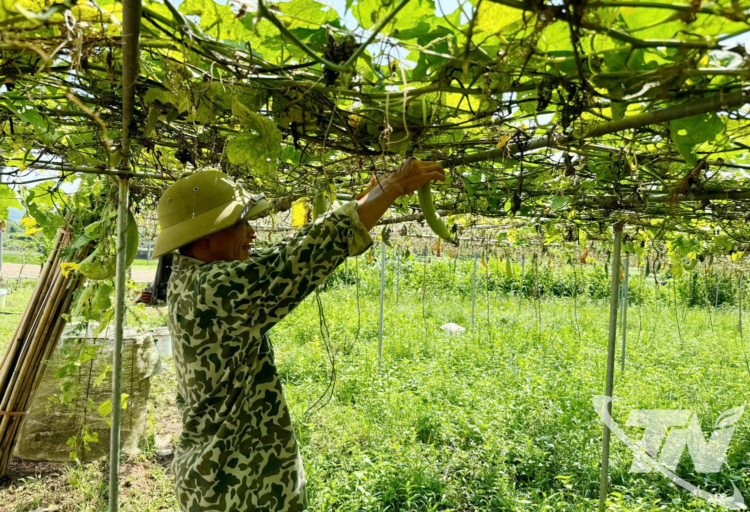 Thời gian qua, Thái Nguyên chú trọng phát triển rau xanh trái vụ nhằm nâng cao hiệu quả kinh tế.