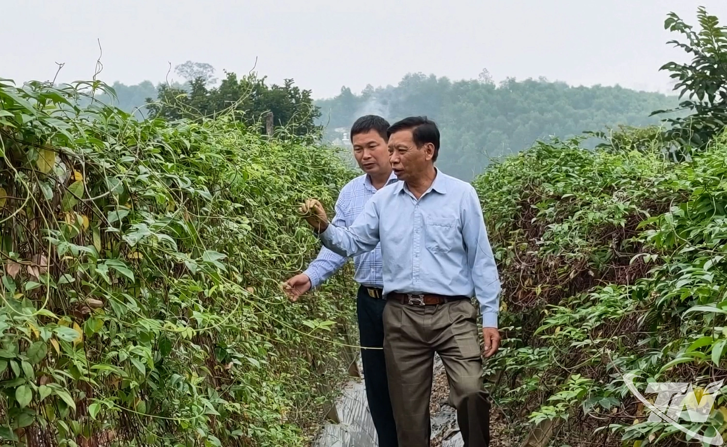 Mô hình trồng sâm nam năm thứ 2 của ông Nguyễn Xuân Đạt đang phát triển tốt.