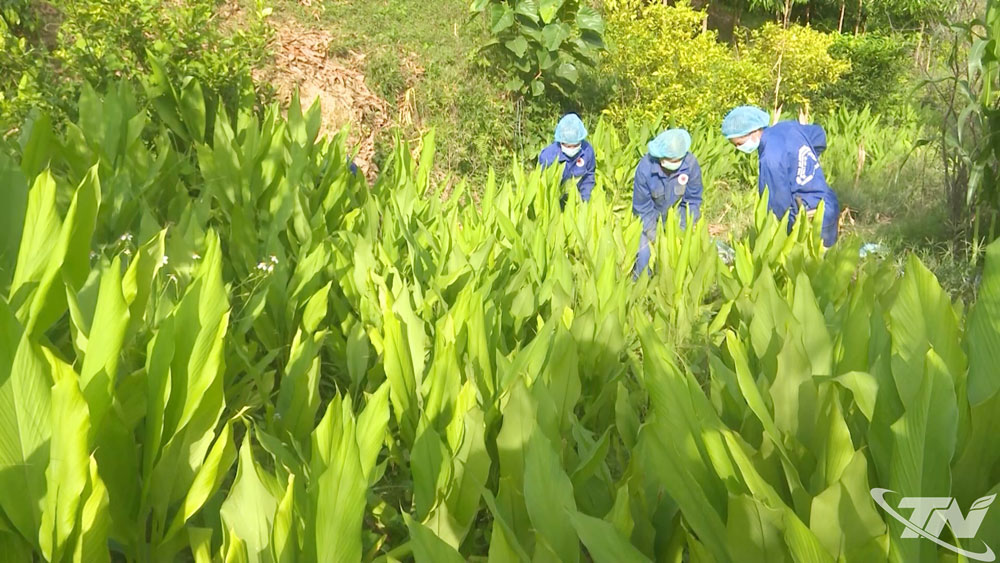 Vùng nguyên liệu nghệ vàng của HTX Nông nghiệp Tân Thành.