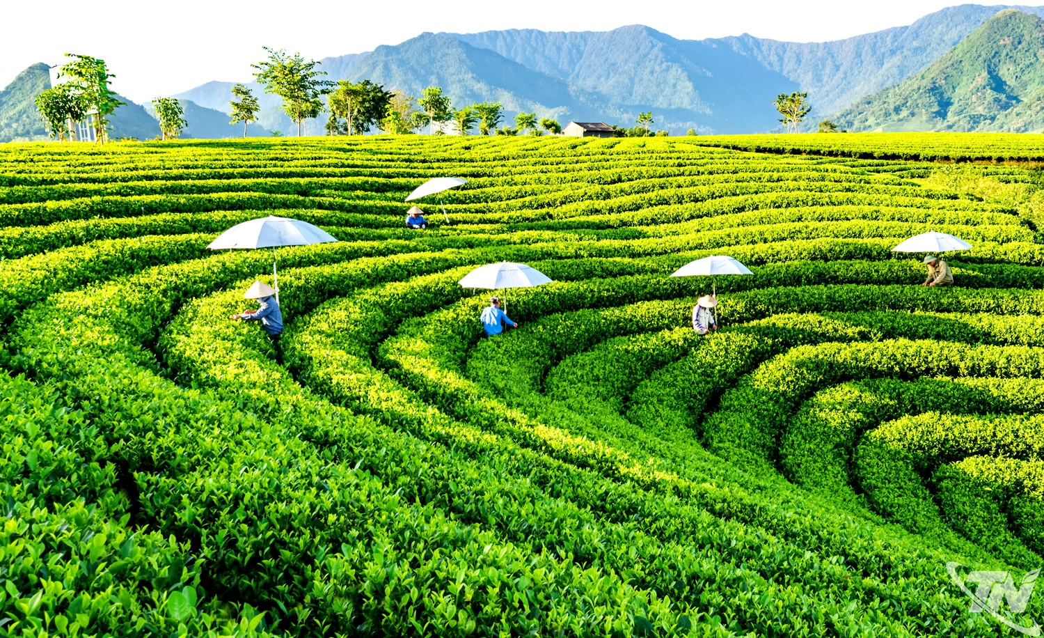 Trong nông nghiệp, tỉnh chuyển hướng phát triển theo chiều sâu, nâng cao   giá trị gia tăng. Cây chè tiếp tục giữ vai trò sản phẩm chủ lực, khẳng định   thương hiệu trên thị trường trong nước, quốc tế.  