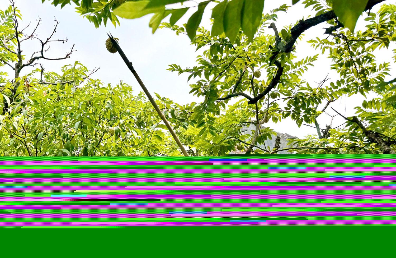 Người dân xã La Hiên thâm canh na rải vụ, cho quả trái vụ, đầu ra ổn định, giá bán cao hơn so với chính vụ.