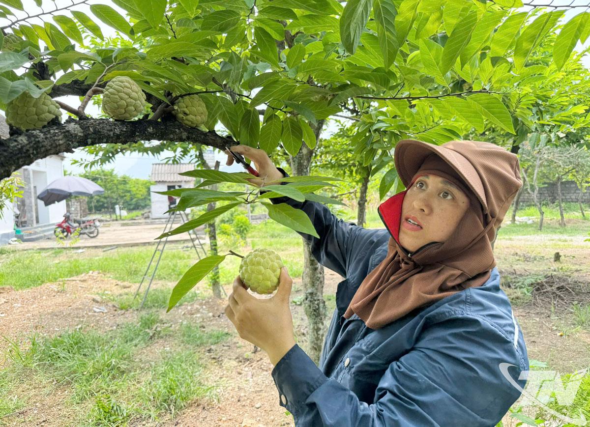 Xã La Hiên là địa phương có hàng chục héc-ta na được cấp chứng nhận đạt tiêu chuẩn VietGAP.