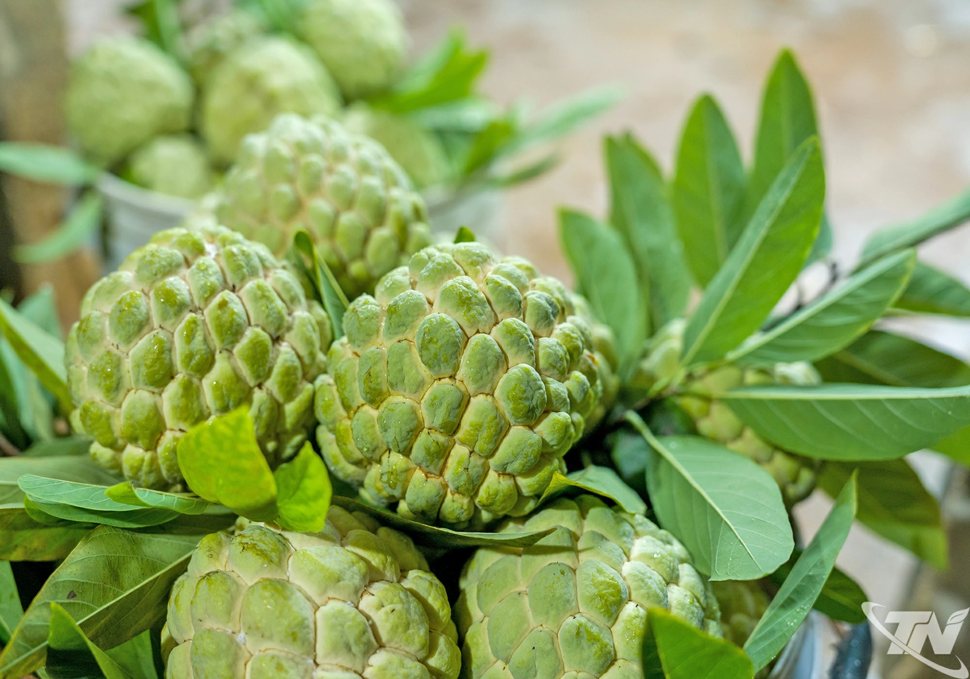 Những quả na căng tròn, chín tự nhiên là thành quả của quá trình chăm sóc tỉ mỉ, mở đầu cho một mùa thu hoạch đầy triển vọng.