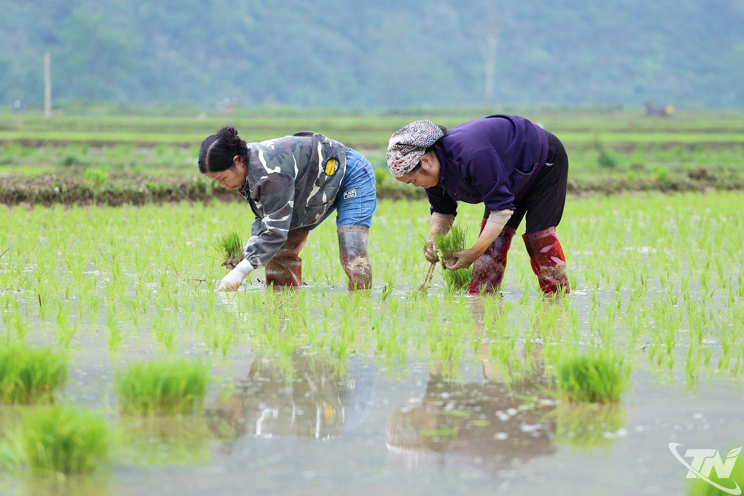 Bà con nông dân xóm Tân Sơn, xã La Hiên khẩn trương hoàn thành cấy lúa vụ xuân năm 2026.