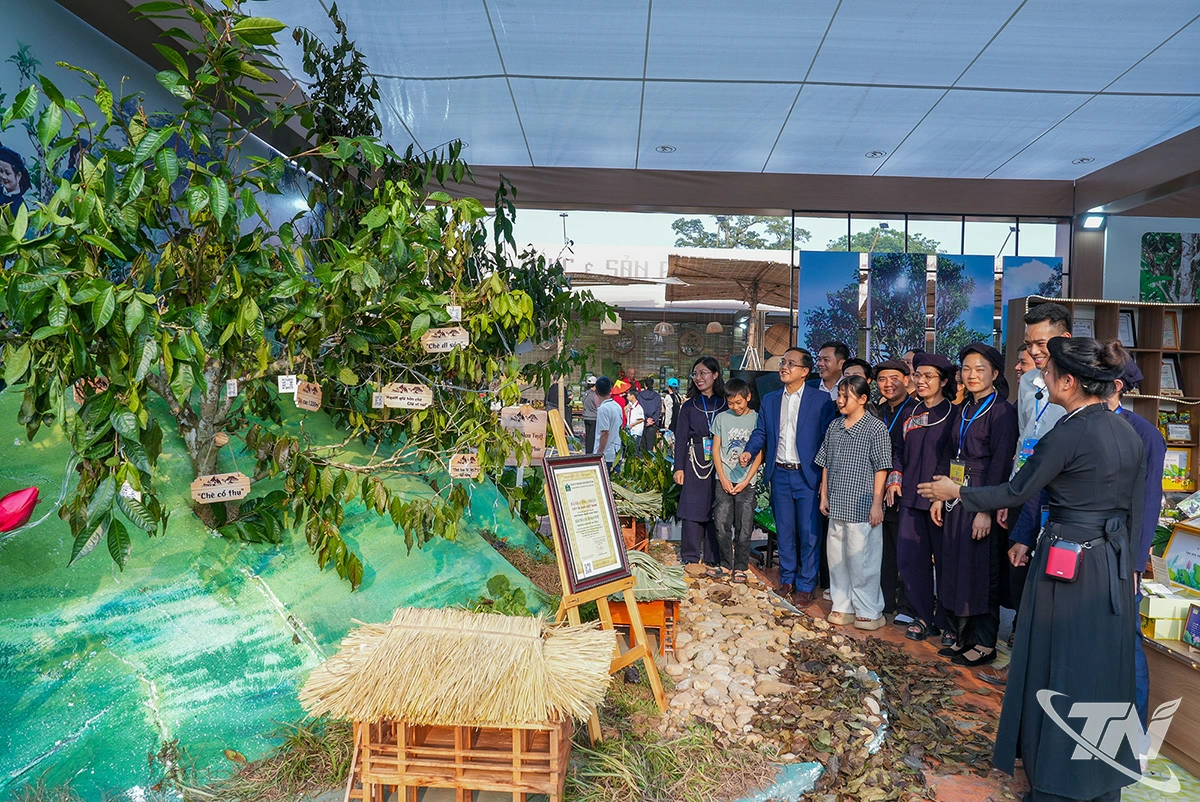 Điểm nhấn đầu tiên của gian trưng bày là tiểu cảnh tái hiện một góc đồi chè shan tuyết Bằng Phúc. Từ xa xưa, những gốc chè Shan Tuyết đã bám rễ trên các triền núi quanh năm mây phủ ở Bằng Phúc.