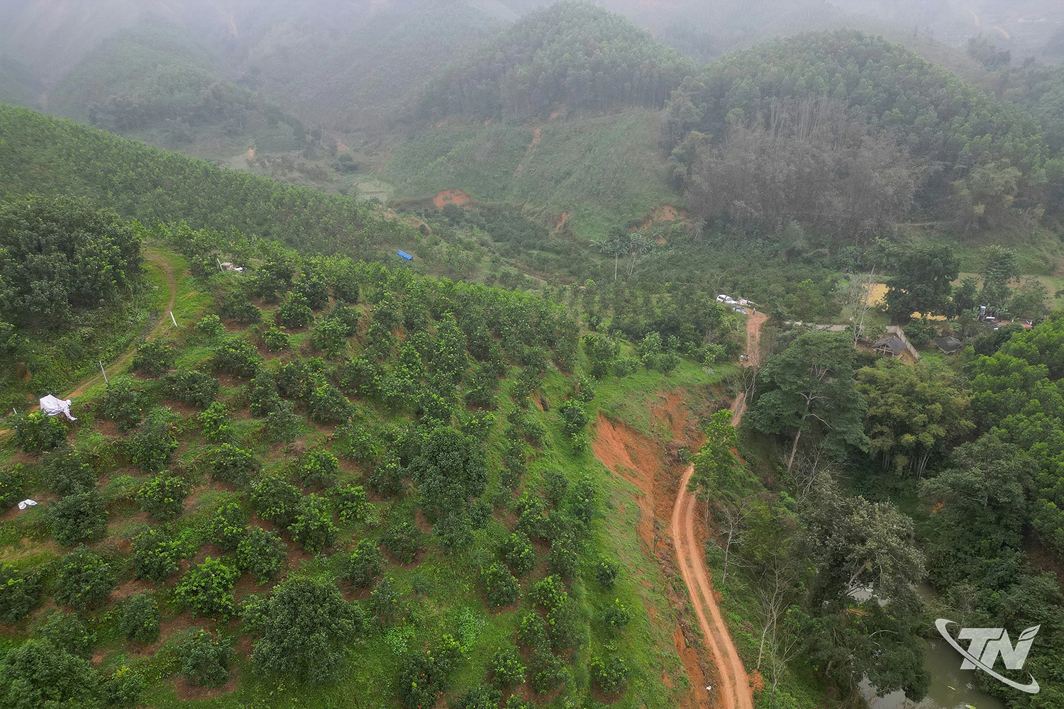 Hiện, trang trại của anh Dương có 3ha diện tích trồng bưởi, cam, quýt. Dự kiến, anh Dương sẽ thu hẹp diện tích trồng rừng và mở rộng diện tích trồng cây ăn quả trong tương lai.