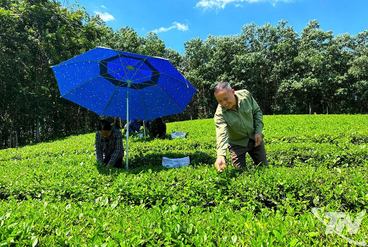 Nhờ có nguồn vốn vay kịp thời, người dân xã Văn Hán tập trung phát triển sản xuất chè - cây trồng chủ lực của địa phương.