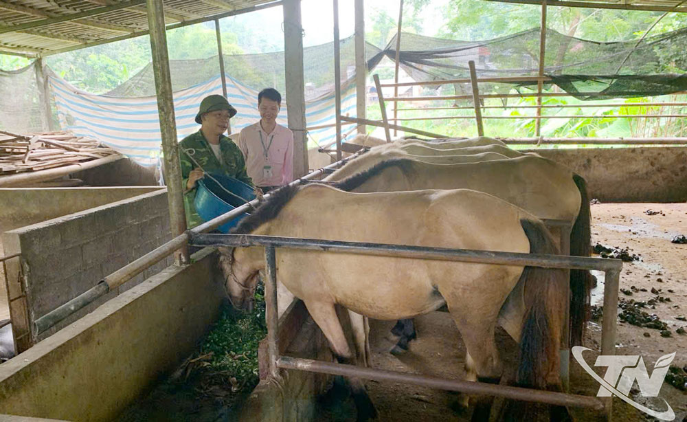 Gia đình anh Dương Văn Truyền, ở xã Bằng Thành, được vay vốn nuôi ngựa sinh sản.