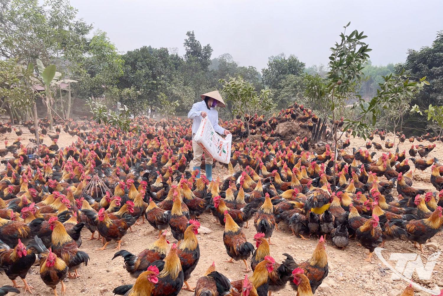 G&agrave; đồi l&agrave; sản phẩm chăn nu&ocirc;i c&oacute; thương hiệu ở T&acirc;n Kh&aacute;nh.