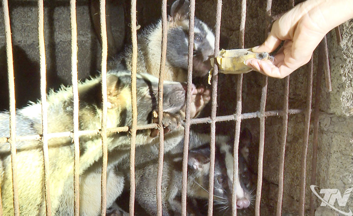 Chuối là món ăn ưa thích của cầy vòi mốc.