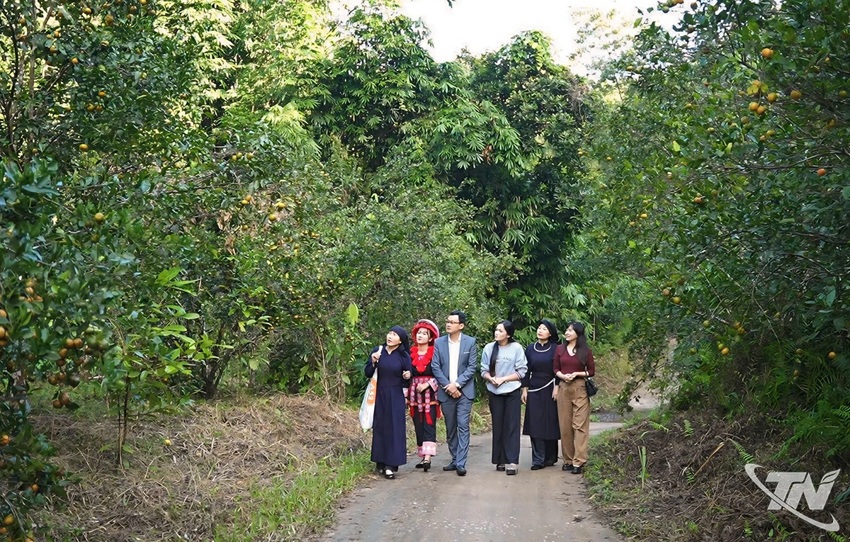 Du khách tham quan vườn quýt chín, tìm hiểu mô hình phát triển du lịch gắn với nông nghiệp.