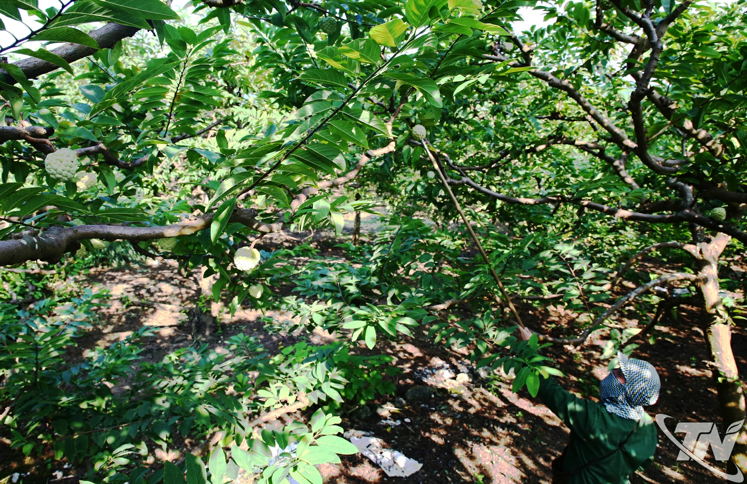 Người trồng na La Hiên được mùa, được giá.