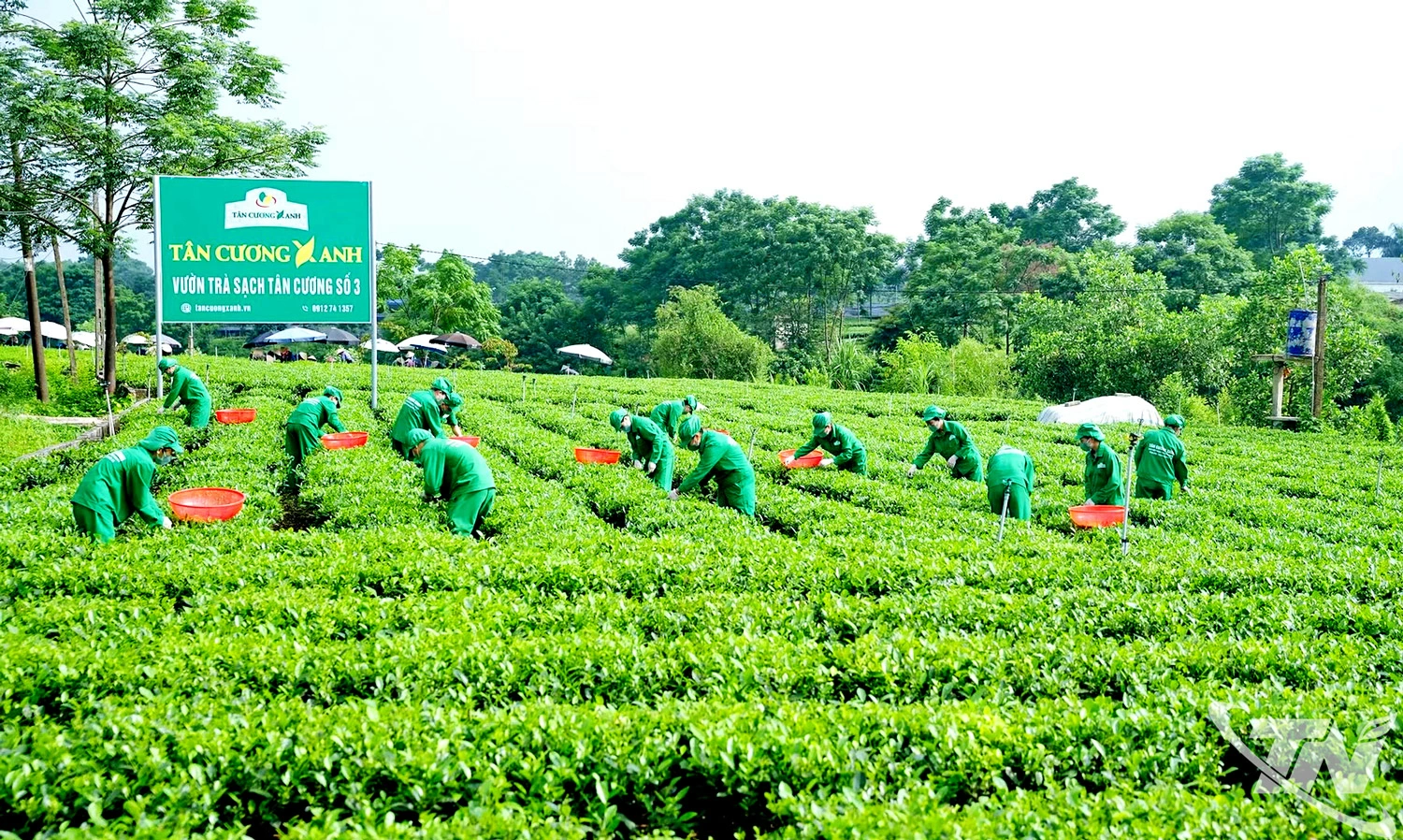 Toàn tỉnh hiện có gần 24.000ha chè, sản lượng hằng năm đạt hơn 280.000 tấn. Đây là cơ sở quan trọng để Thái Nguyên   giữ vững vị thế vùng nguyên liệu trọng điểm, phát triển các dòng trà chất lượng cao và nâng tầm thương hiệu   trên thị trường trong nước và quốc tế.  