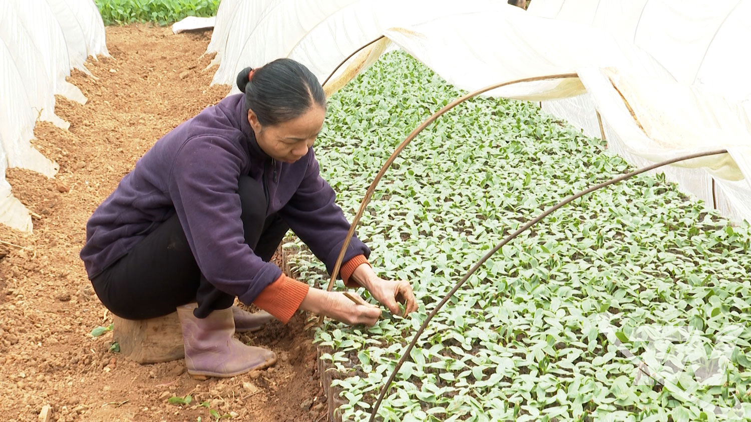 B&agrave; N&ocirc;ng Thị Trang (x&atilde; Thượng Minh) chăm s&oacute;c c&acirc;y giống b&iacute; xanh thơm chuẩn bị cho vụ mới.